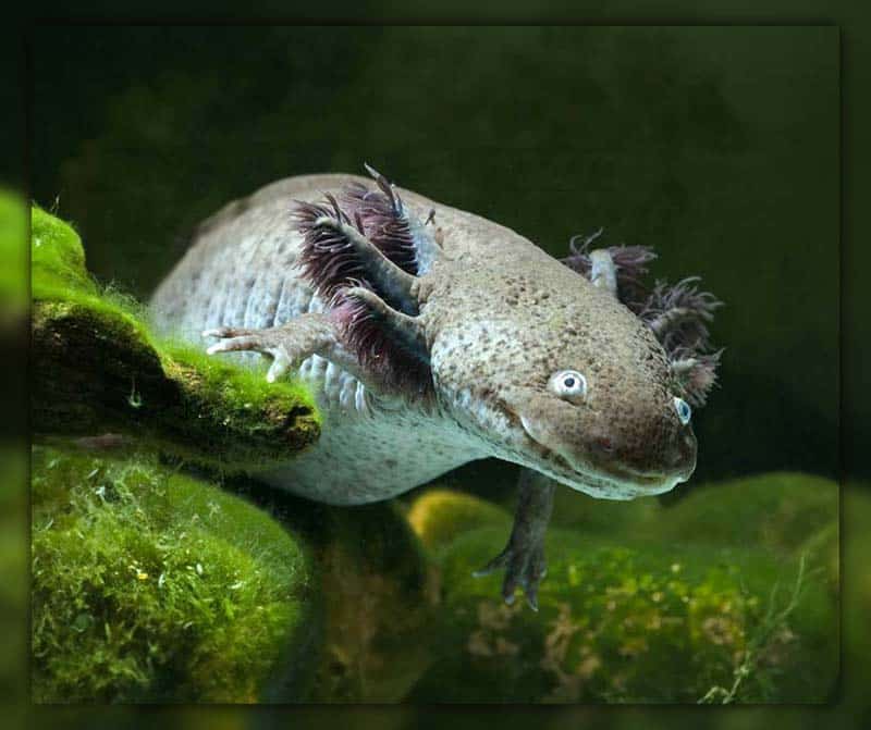 Lakes in Mexico City are polluted, endangering axolotls