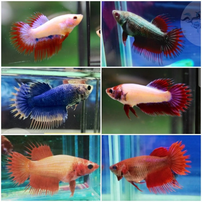 List of Crowntail Betta Female