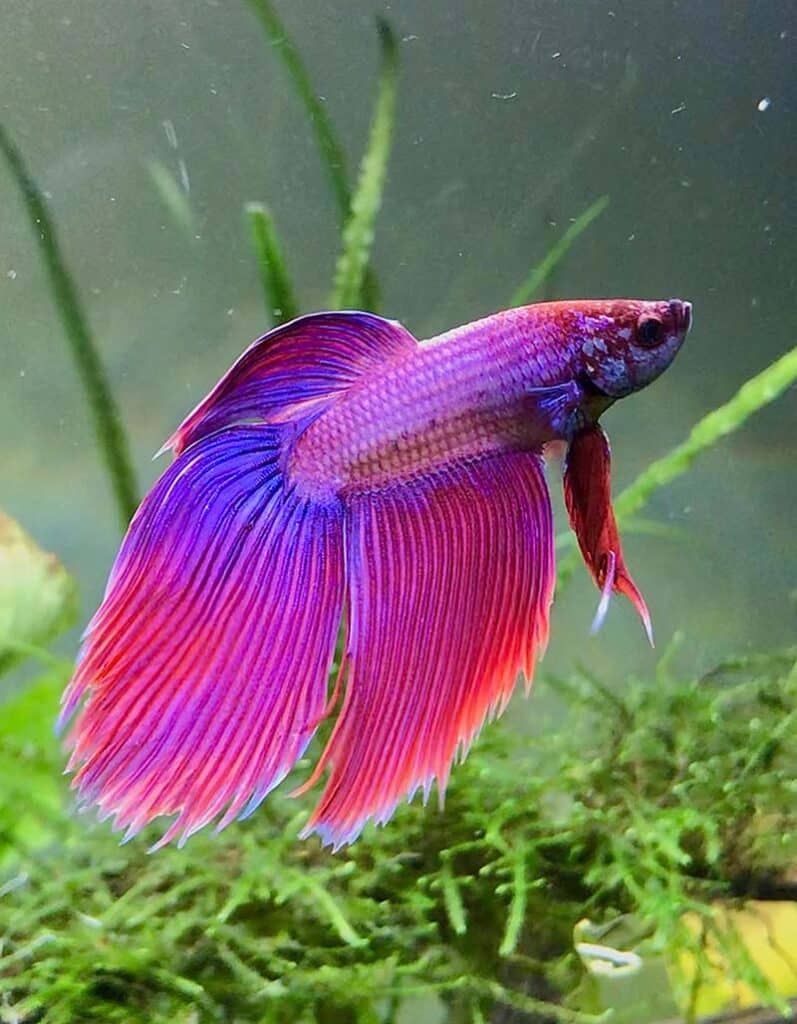 Veiltail Betta Fish: Pictures, Varieties, Colors and More