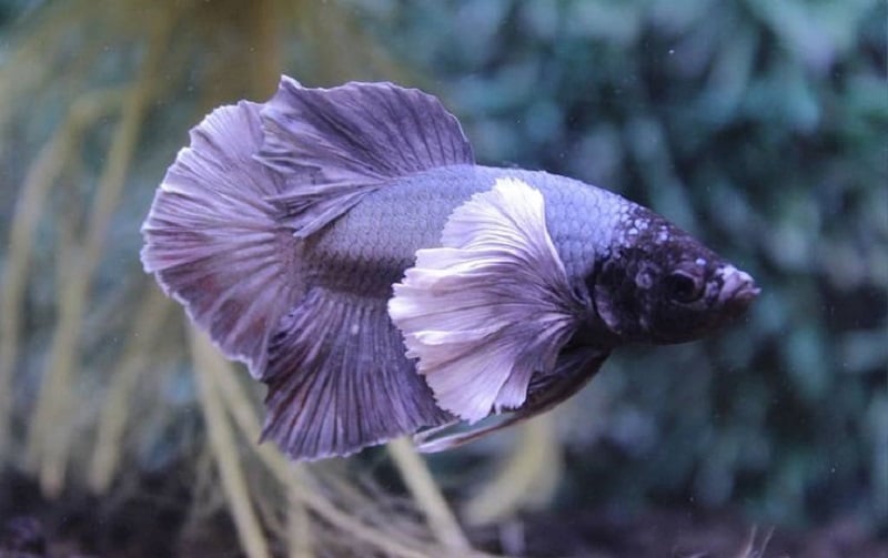 plakat dumbo ear purple cooper betta fish