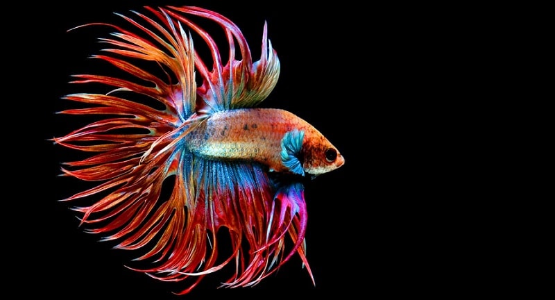 Rainbow Crowntail Betta Fish