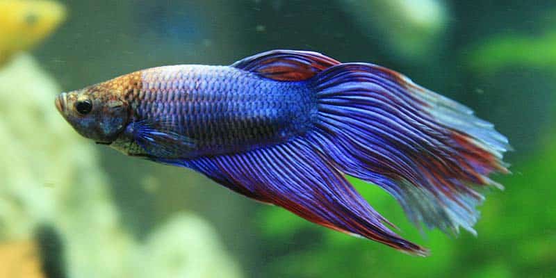 Red And Blue Veiltail Betta