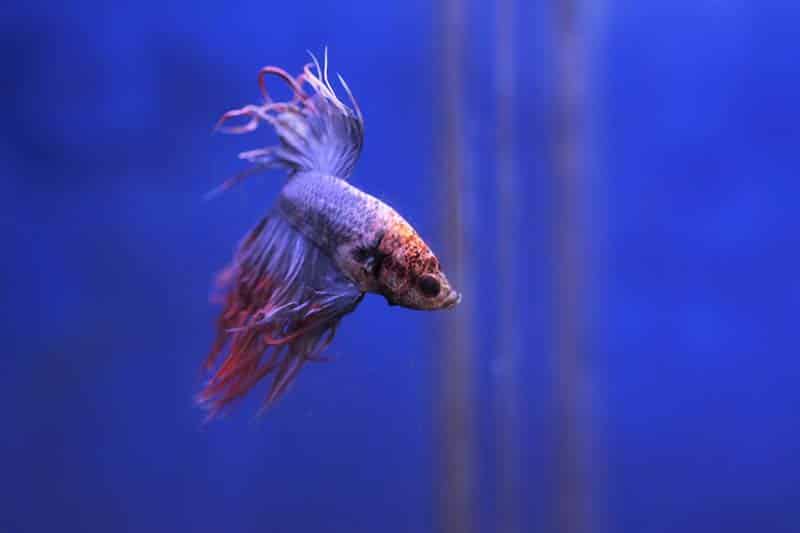 Betta Stress may refuse to eat