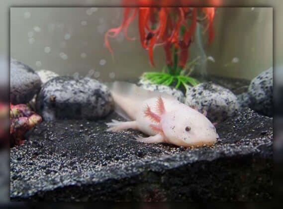 Axolotl Tank Setup Guide: Size, Temp & Water Requirements