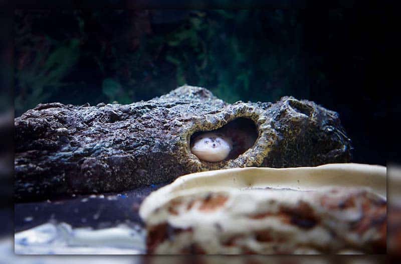 Axolotl Tank Setup