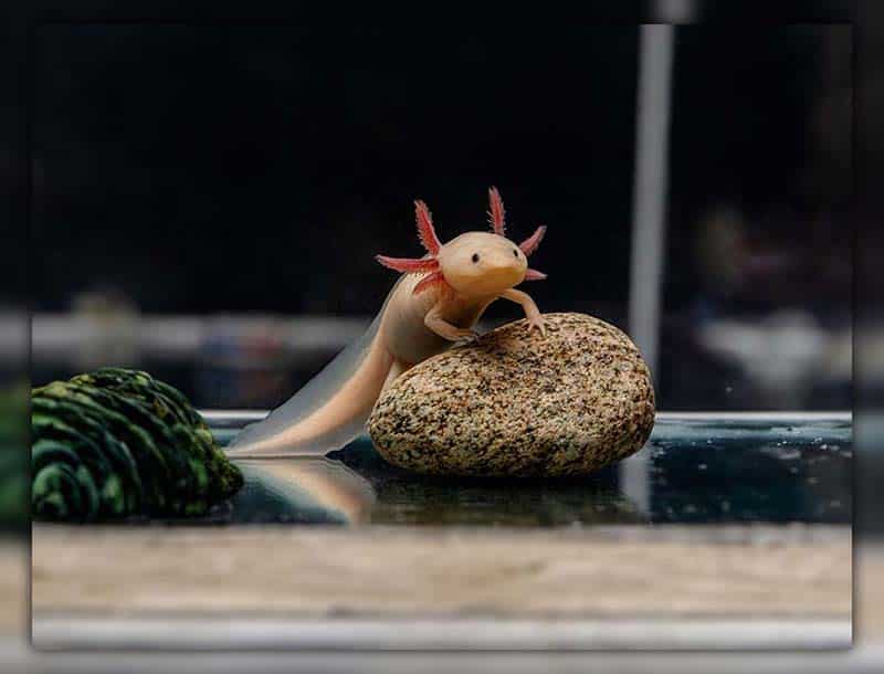 Overview of the axolotl species