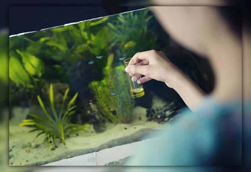 Maintain High Standards for Water Quality aquarium