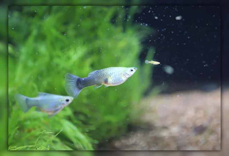 Do Guppies Eat Their Babies?