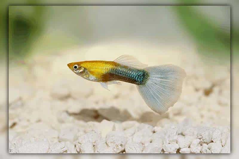 Differentiating Between A Guppy Sleeping Or Dying