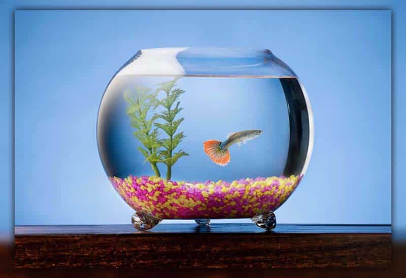 Guppy fish lifespan in a bowl 