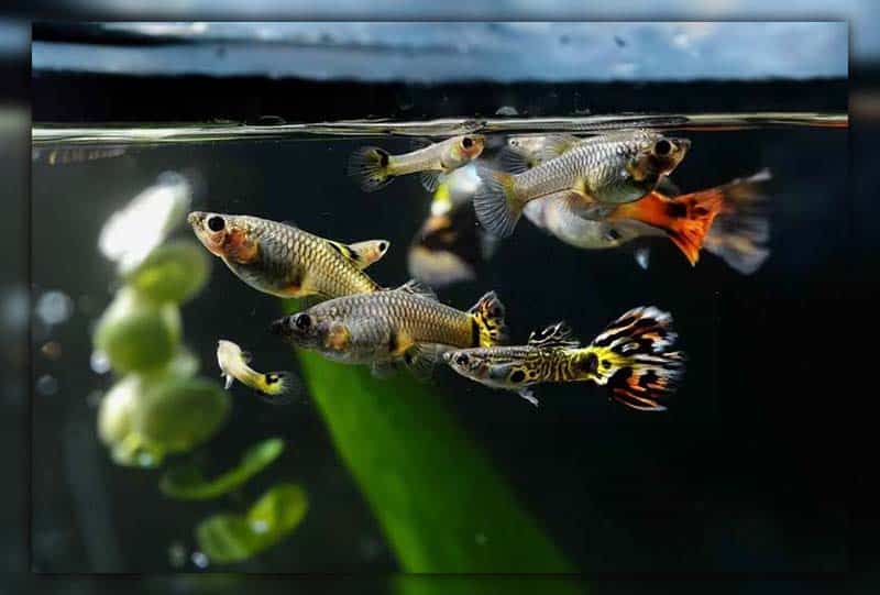How to Choose Guppy Tank Mates