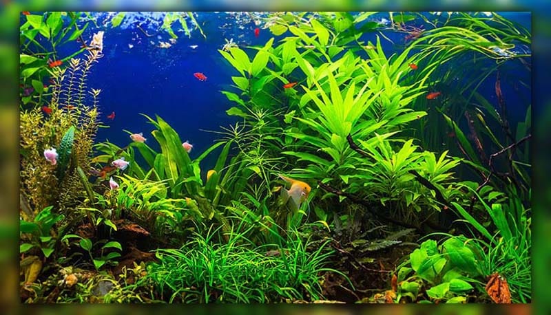 The amount of plants in the tank