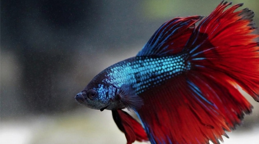 Discover 2000+ Betta Fish Names for Both Males & Females